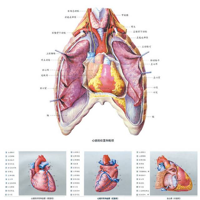 肝脏解剖图素材