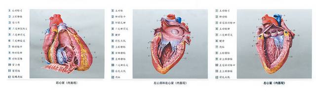 肝脏解剖图素材