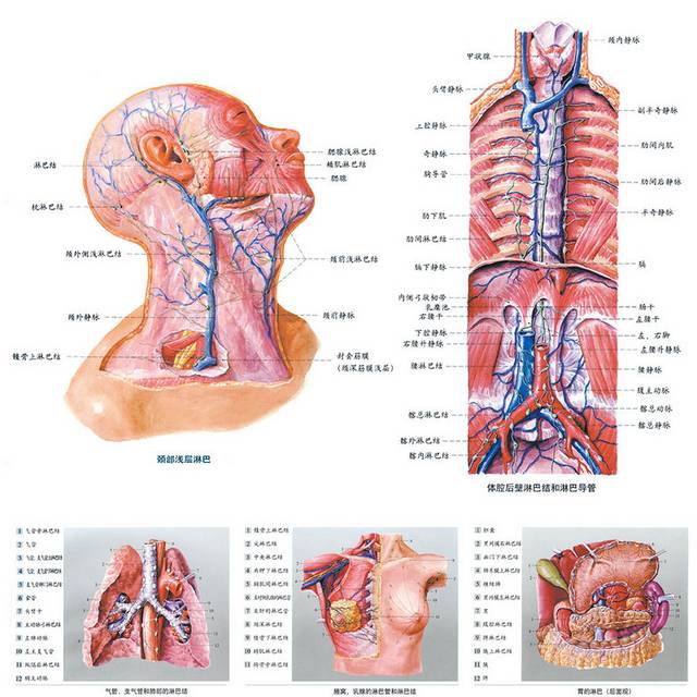 人体解剖图设计素材