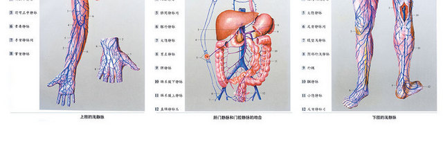 解剖图素材