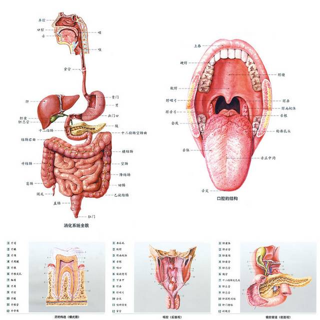 器官解剖图
