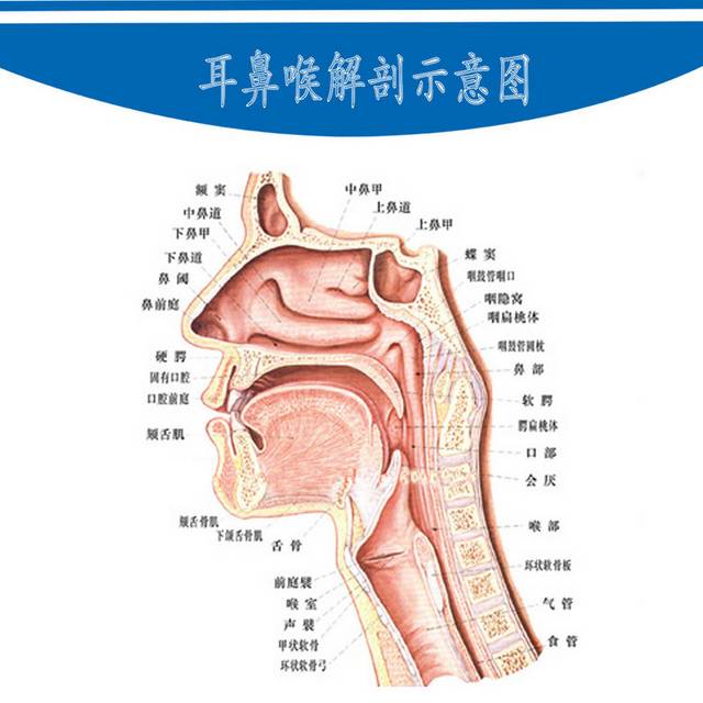 耳鼻喉解剖图