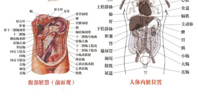 内脏解剖图