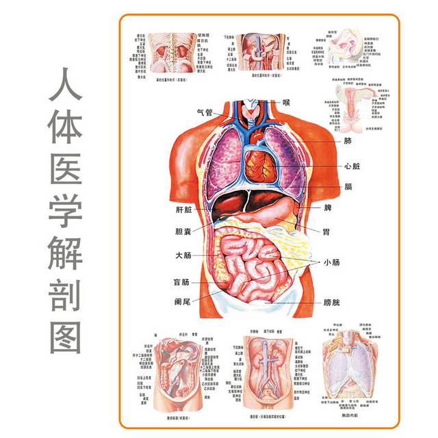 人体解剖图素材