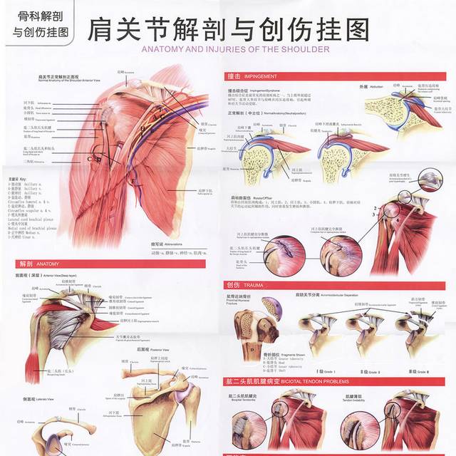 肩关节解剖图