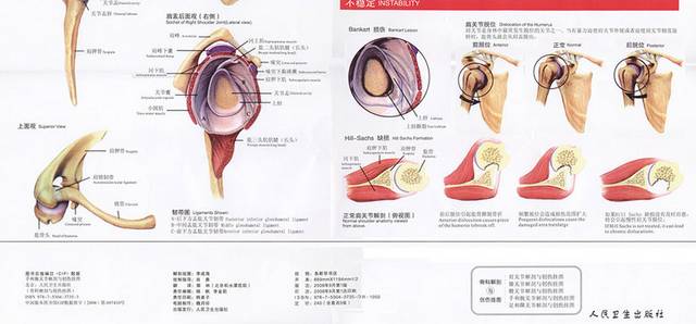 肩关节解剖图