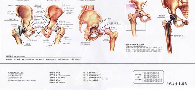 髋关节解剖图