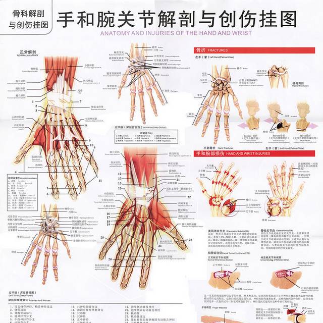 手解剖图