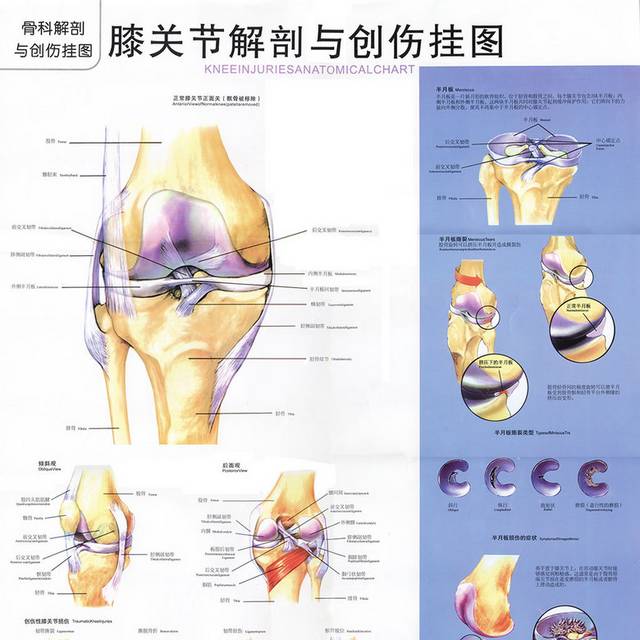 膝关节解剖图