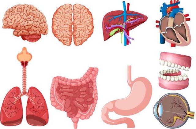 手绘大脑和其他器官