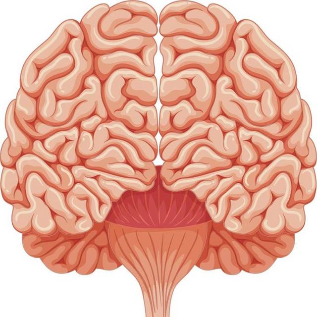 手绘肉色大脑