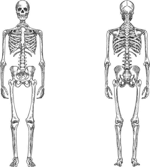 正反面人骨架手绘