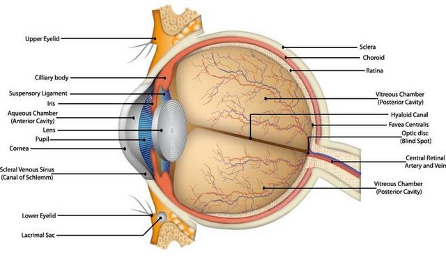 眼球解剖图