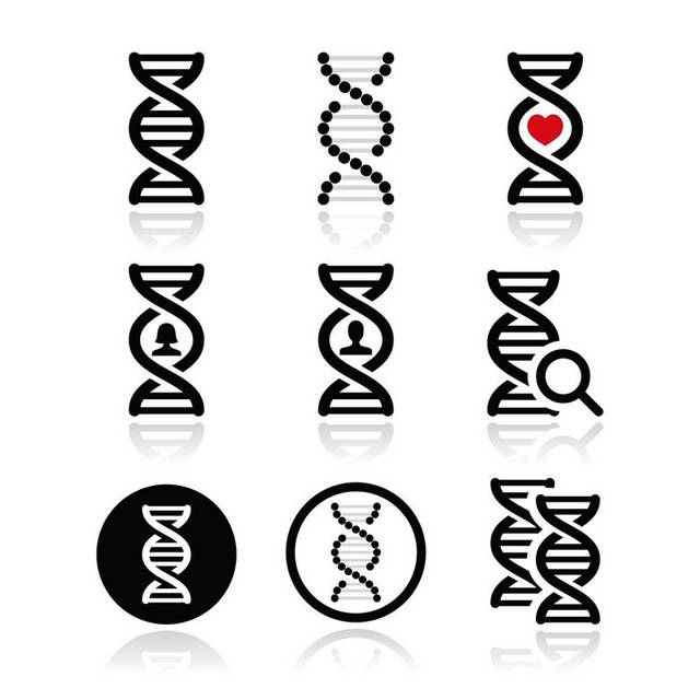 扁平DNA结构图