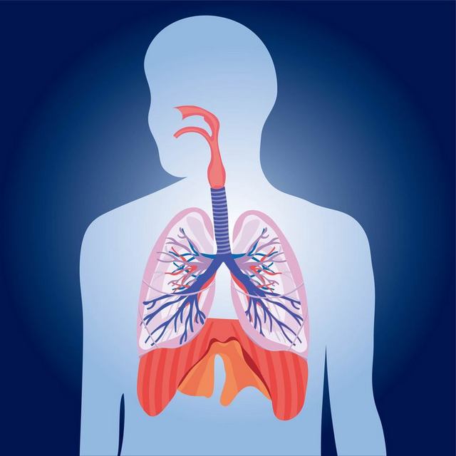 人类呼吸系统结构