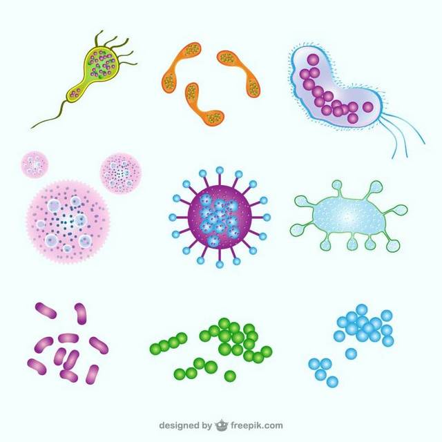 细菌病毒结构