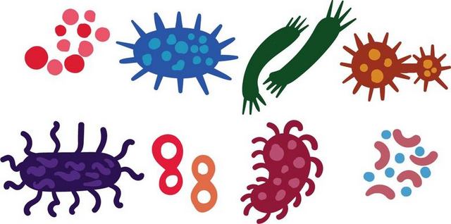 细菌病毒结构图