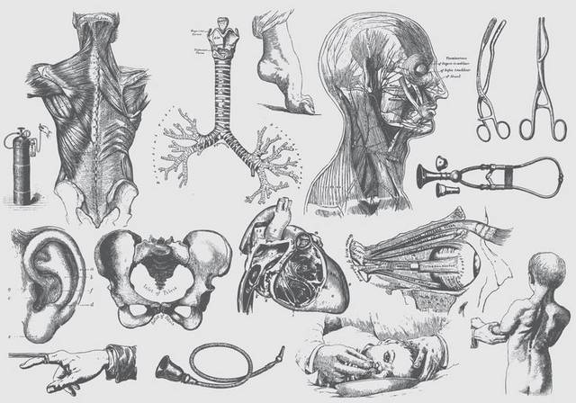 心脏和其他器官解剖图