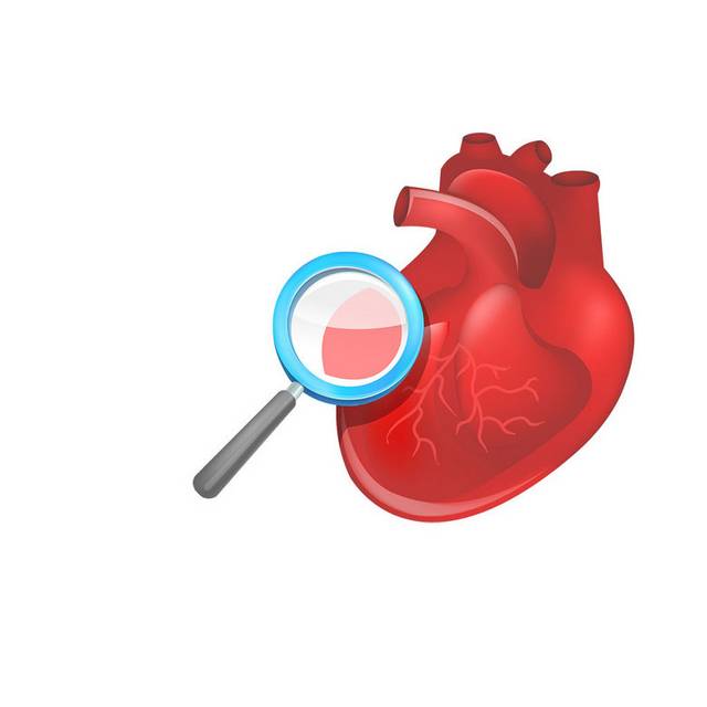 人体心脏器官素材