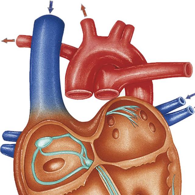 解剖心脏图
