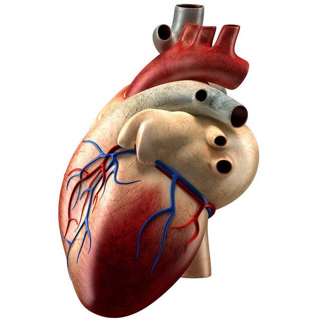 心脏模型元素