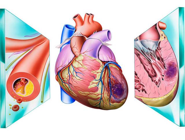 心脏生物图