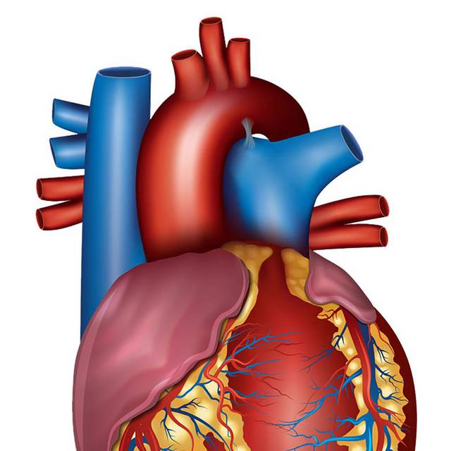 心脏示意图素材
