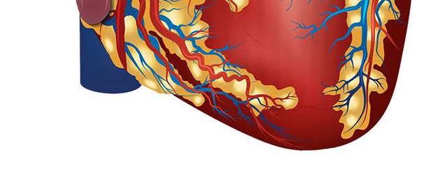 心脏示意图素材