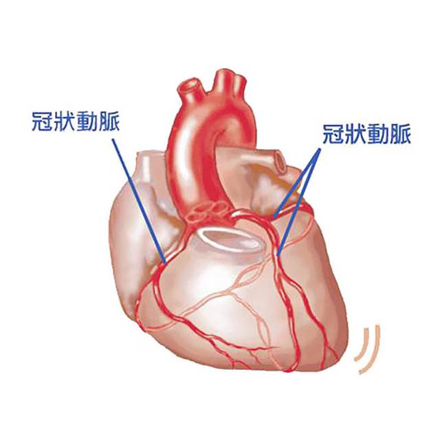 心脏器官