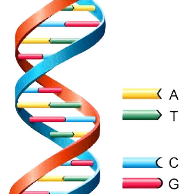 DNA示意图素材