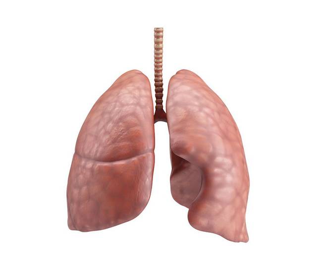 肺器官元素