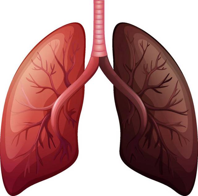 肺人体器官模型