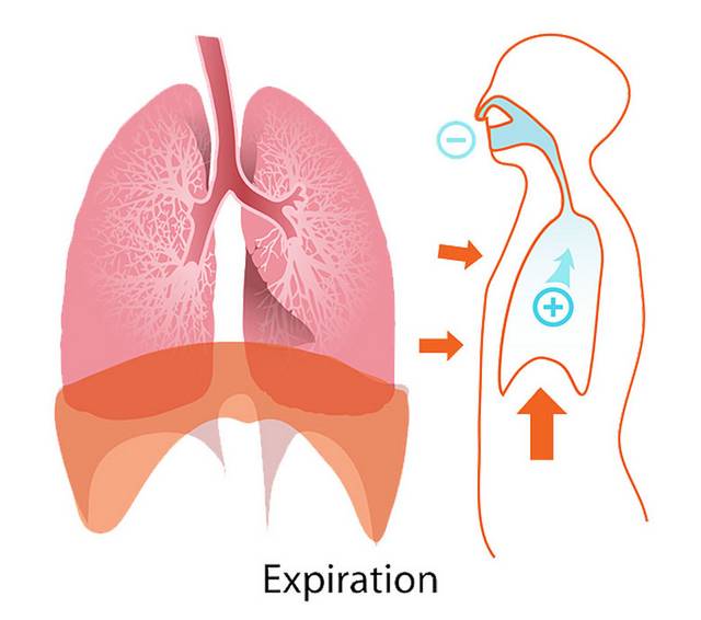肺器官图