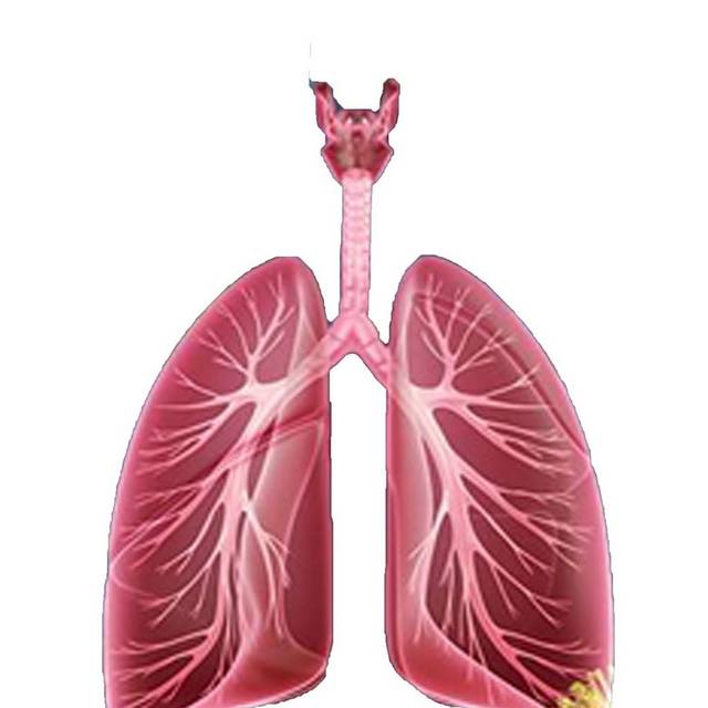 肺元素