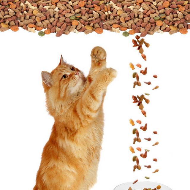 猫粮素材