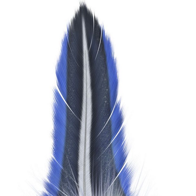 蓝黑色羽毛