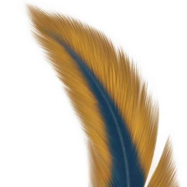 鸟类羽毛