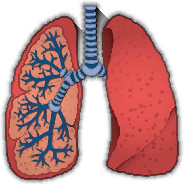 肺和呼吸管道
