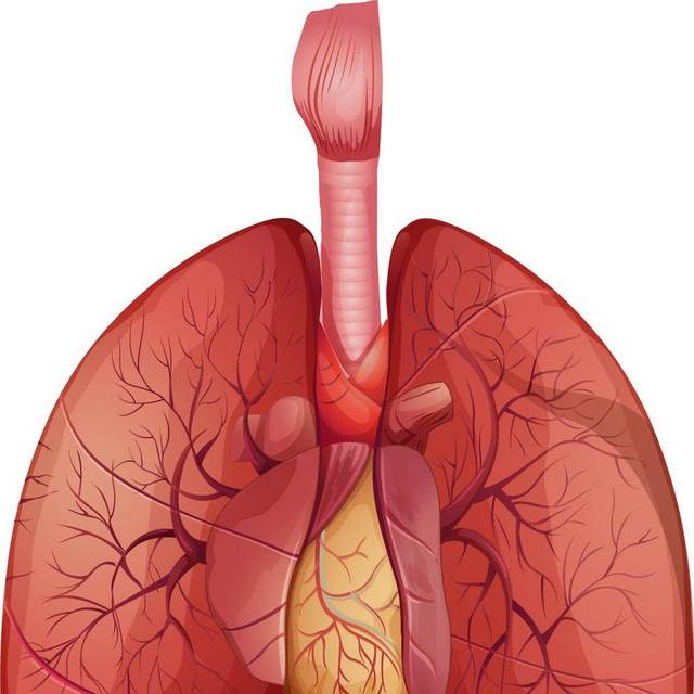 肺和血管