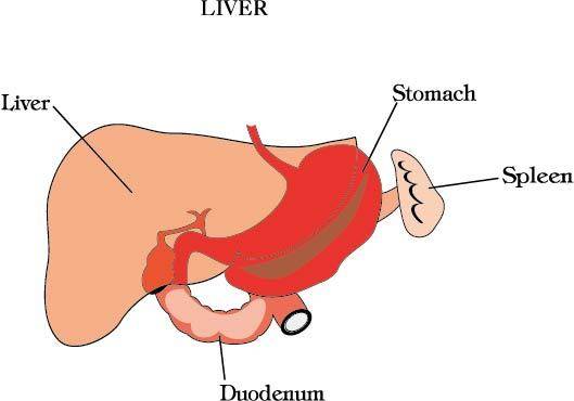 肝脏和胃