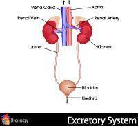 人体泌尿系统