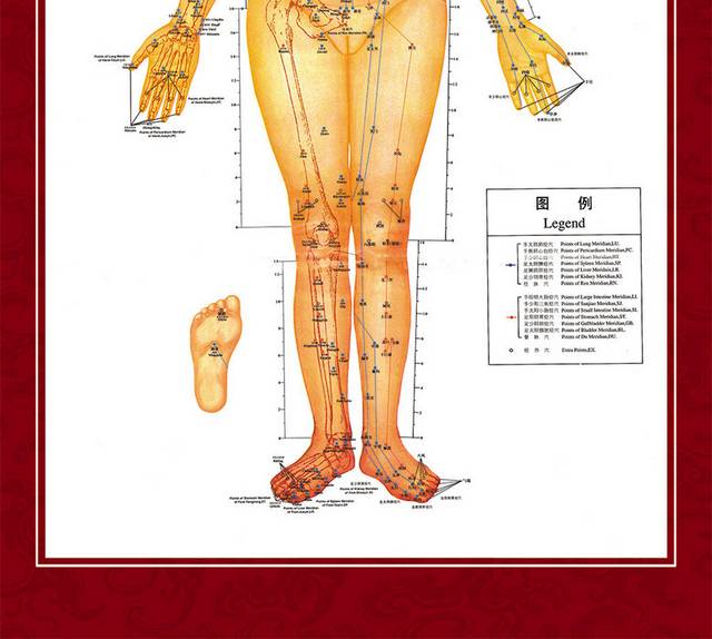 人体正面穴位图素材
