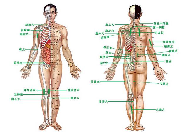人体穴位示意图