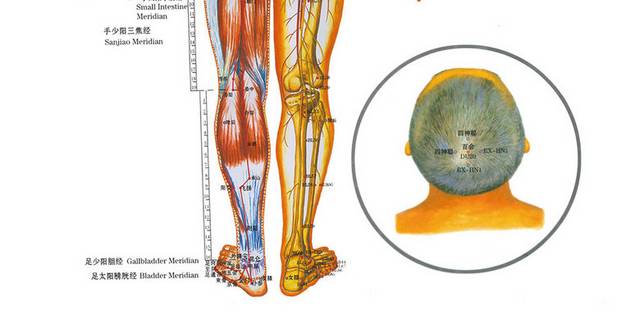 人体经络图素材