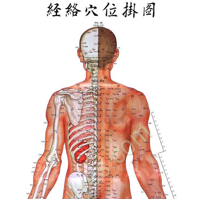 人体经络穴位图背面