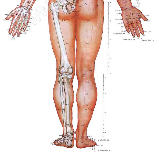 人体经络穴位图背面