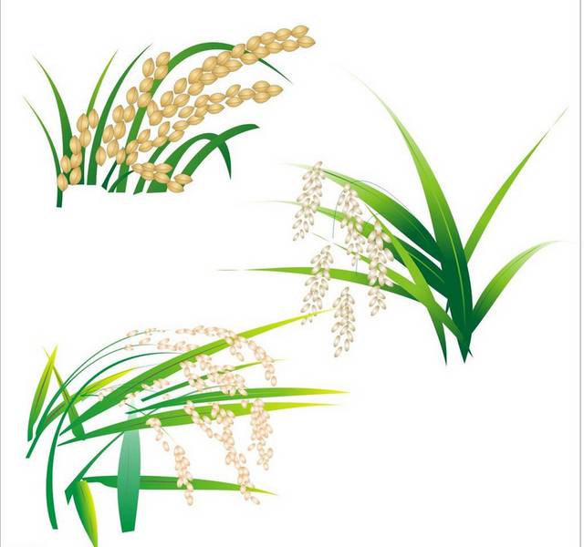 水稻插画设计素材