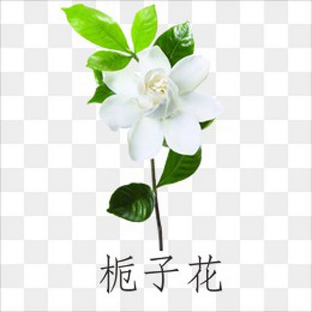 栀子花图片