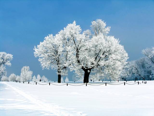 雪地里的雾凇JPG