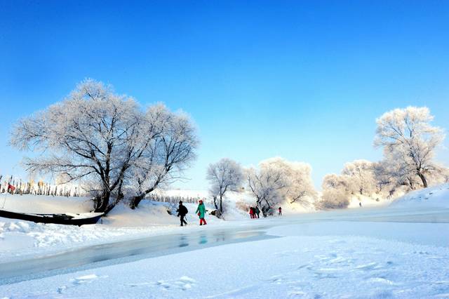 雪地里的雾凇